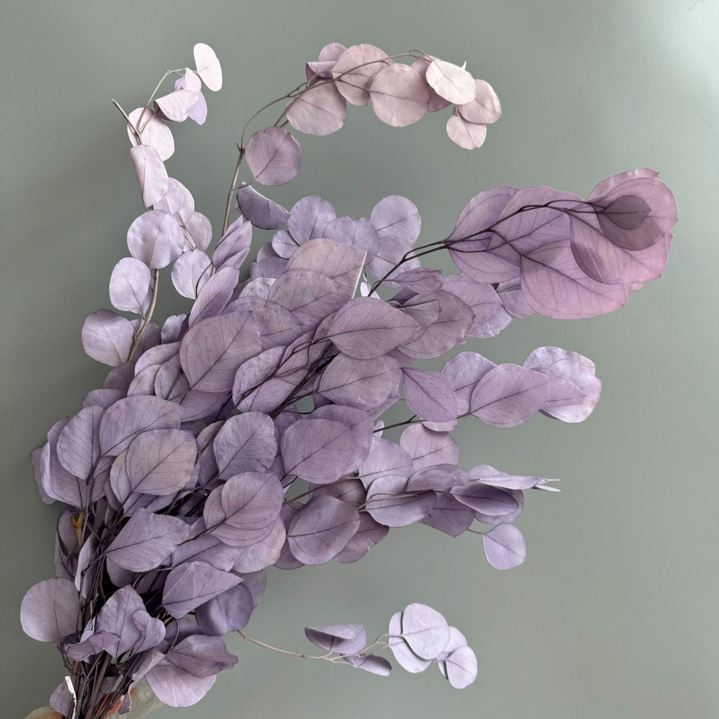 Alilang Decorative Dried Eucalyptus Stems for Home Decoration and Crafting Arrangements