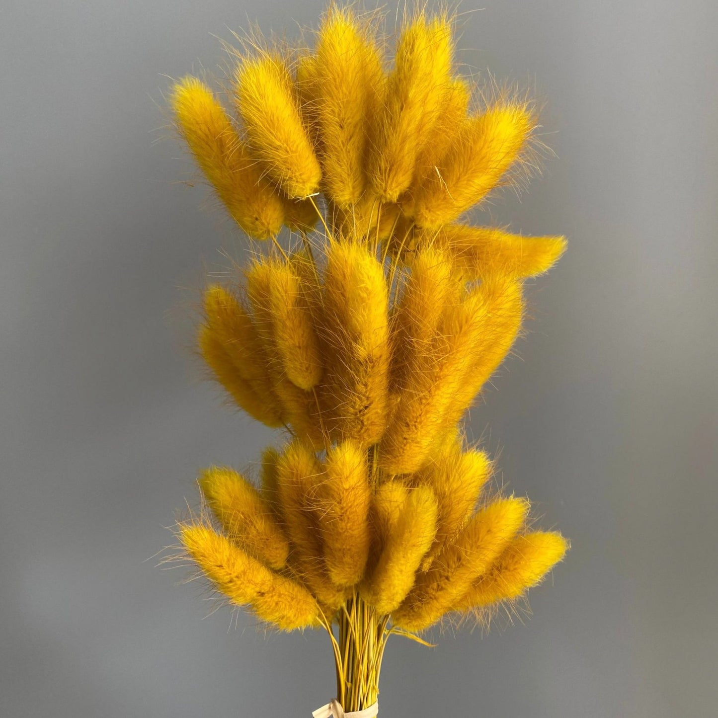 Alilang Dried Bunny Tail Grass Stems for Modern Home Decoration and Floral Arrangements