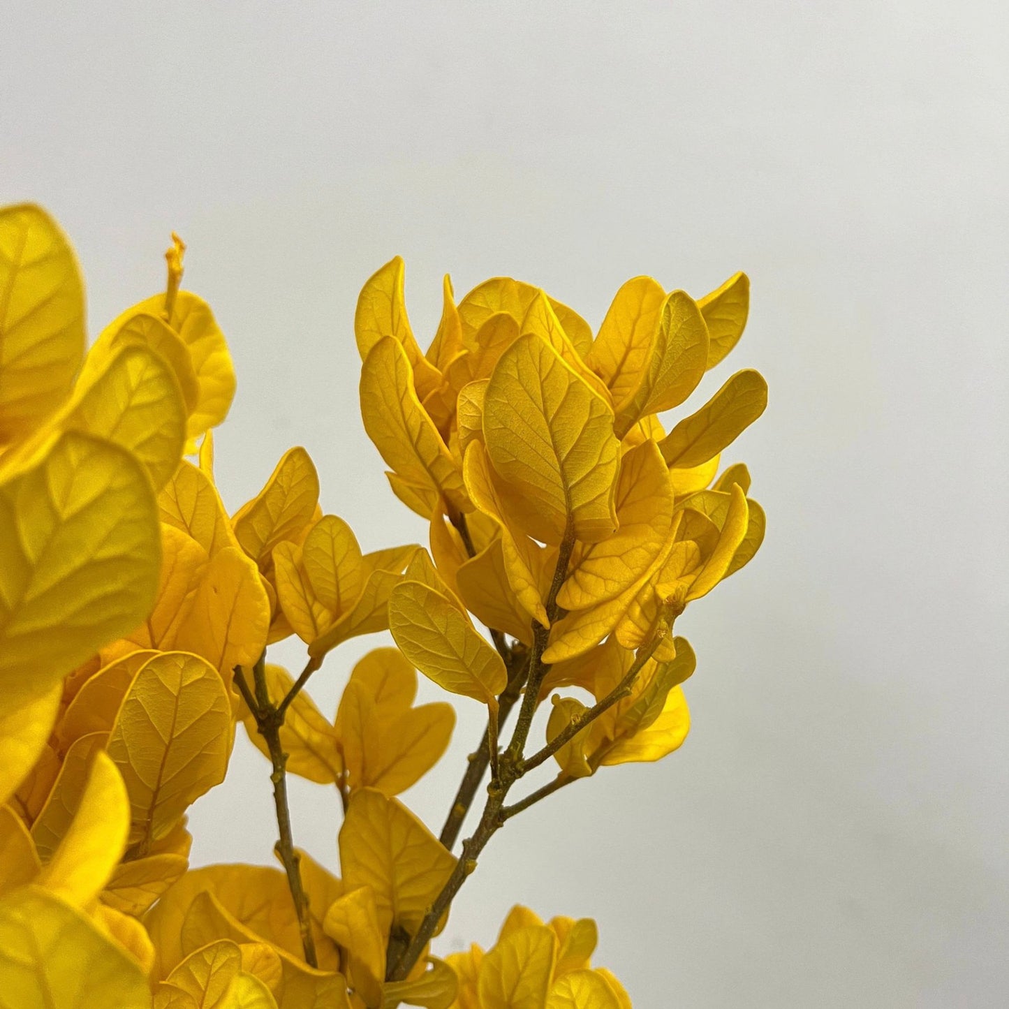 Alilang Decorative Dried Leafy Branches for Modern Home Decoration and Floral Arrangements