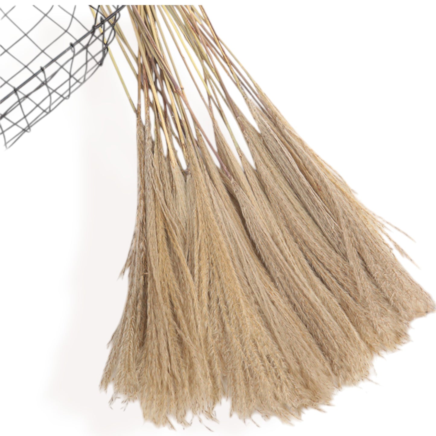 Alilang Decorative Dried Bunny Tail Grass Bouquet with Contrasting Textures for Home Decoration