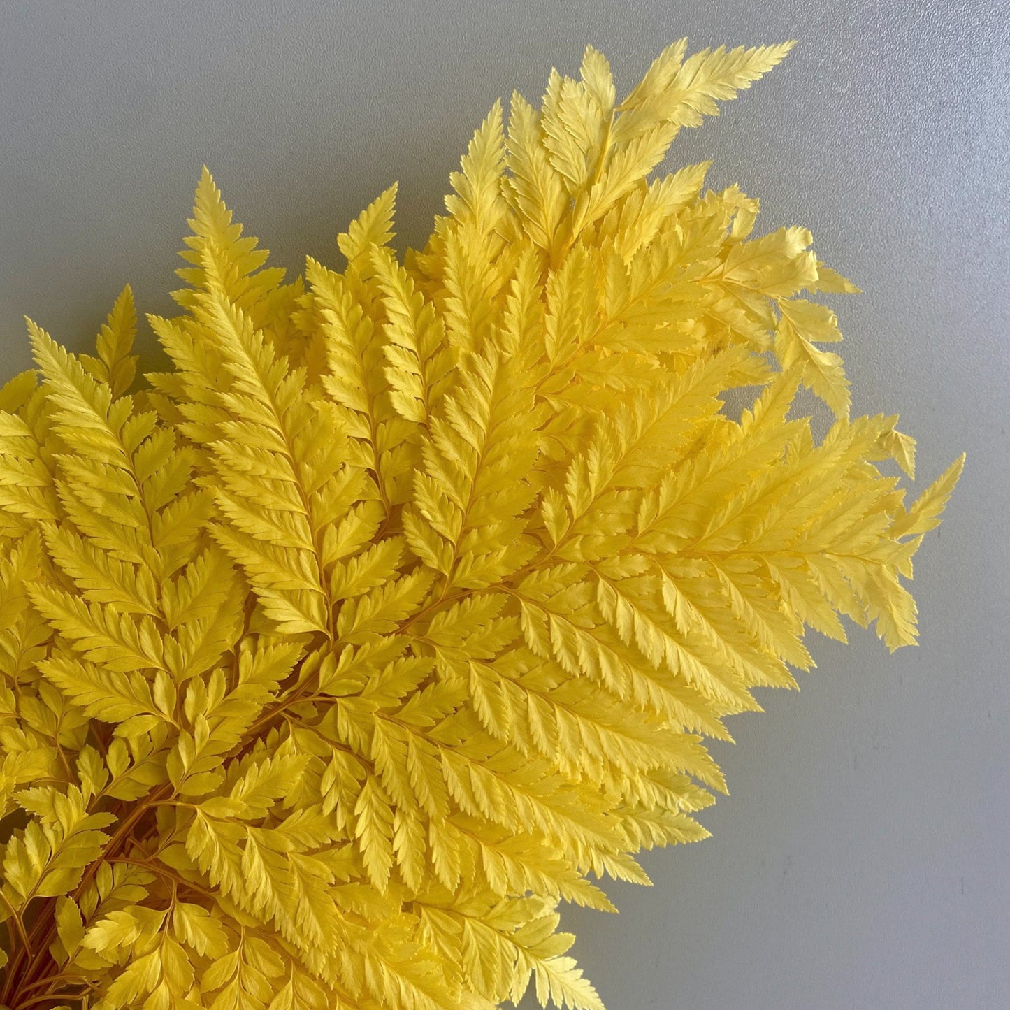Alilang Decorative Dried Fern Leaves for Home Decoration and Floral Arrangements