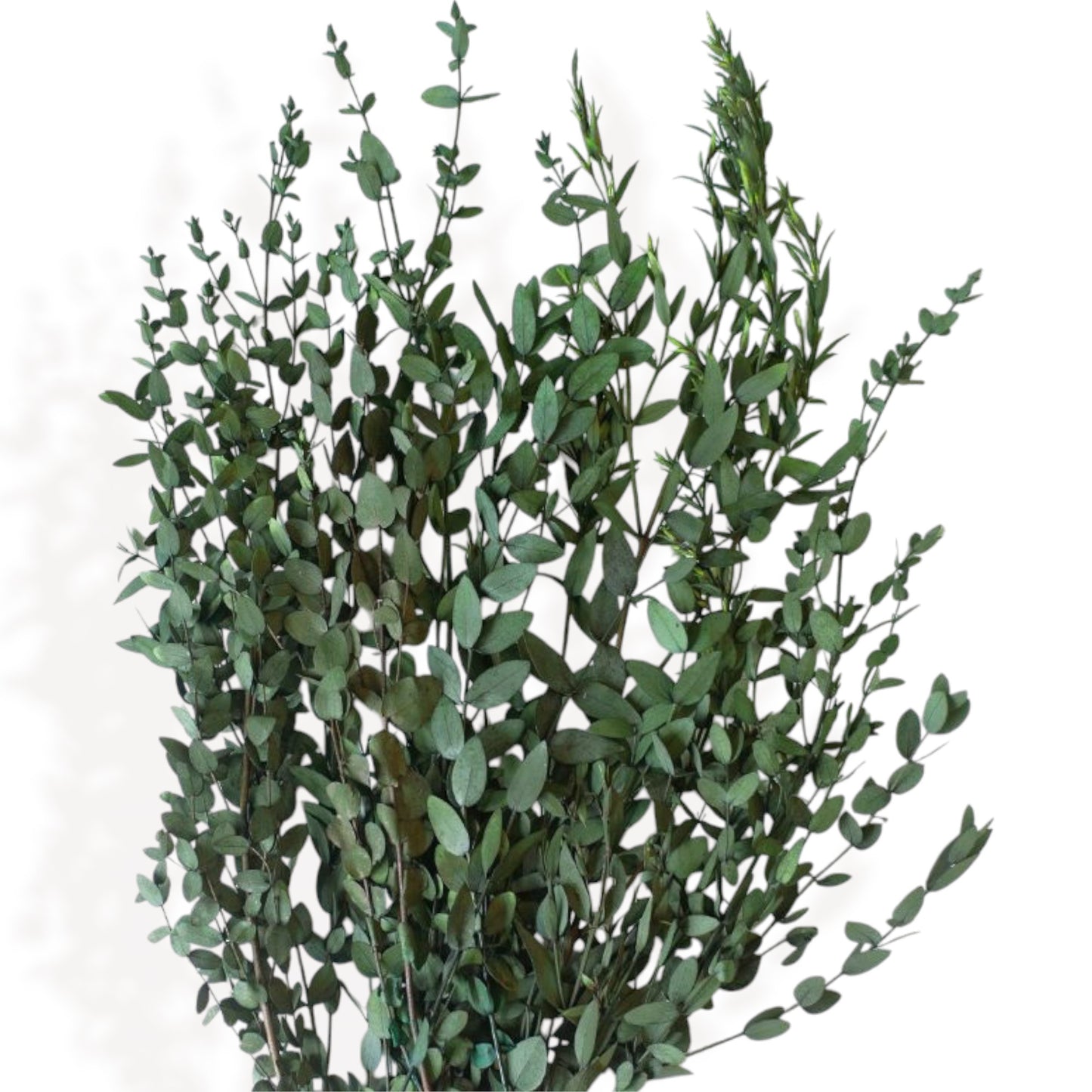 Alilang Dried Floral Bouquet with Pampas Grass, Baby¡¯s Breath, and Eucalyptus