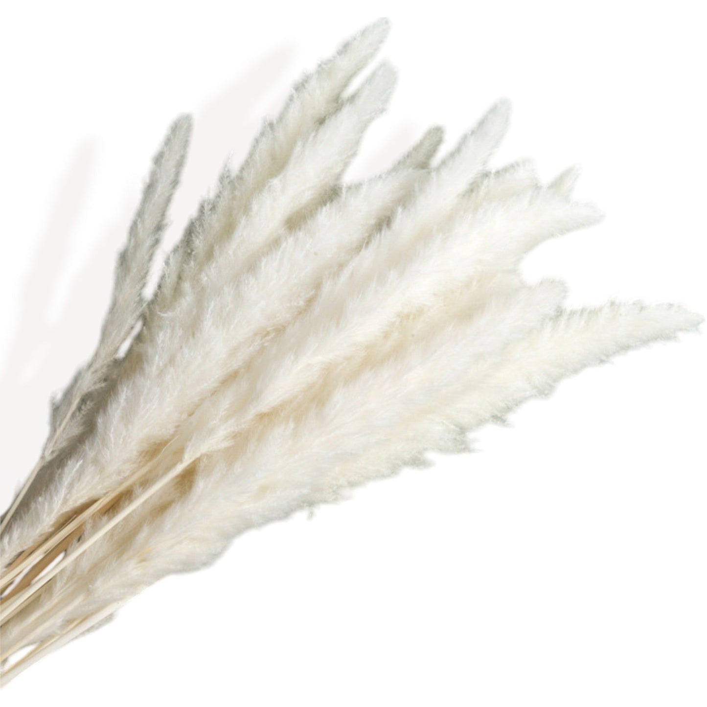 Alilang Pampas Grass and Cotton Dried Floral Arrangement with Wheat Accents, 17.5 Inches