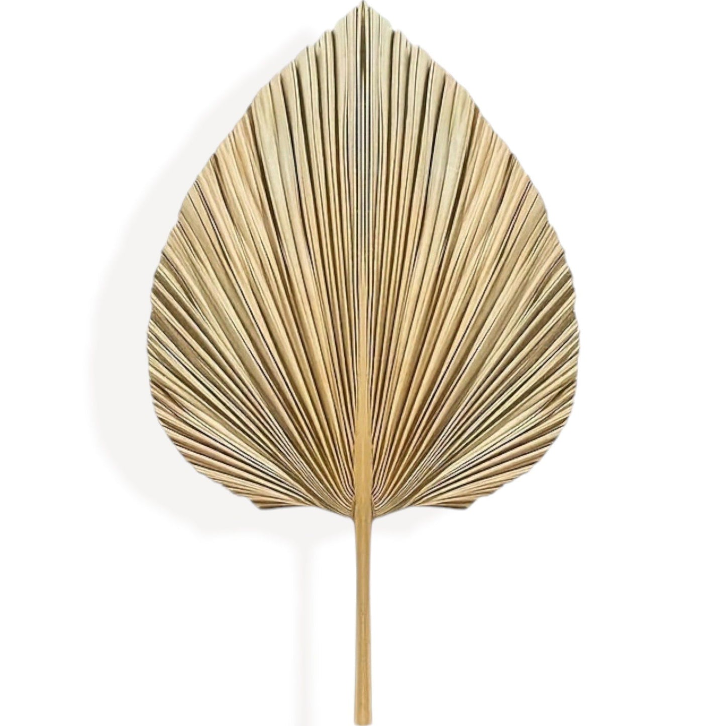 Alilang Elegant Dried Palm Leaf and Pampas Grass Floral Arrangement with Natural Daisies, 17.5 Inches