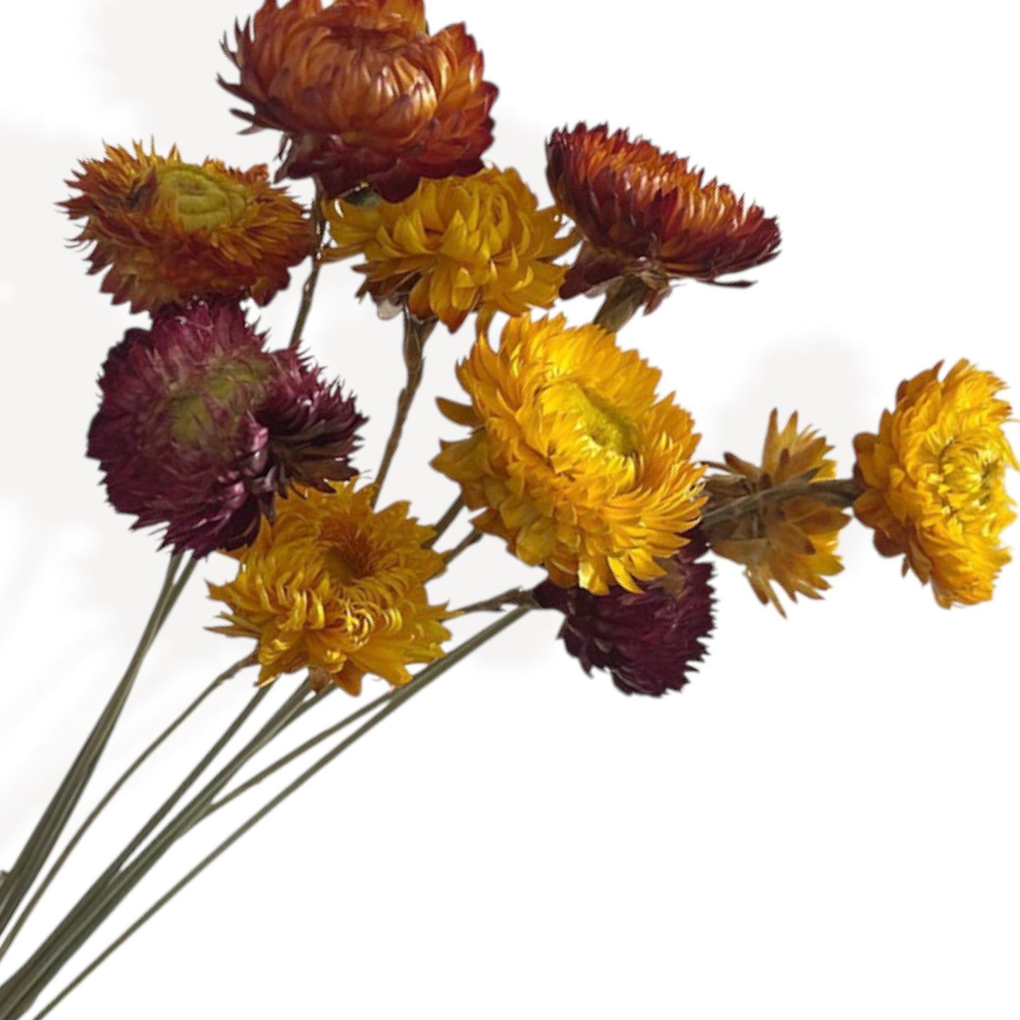 Alilang Pampas Grass Dried Floral Arrangement with Strawflower and Wheat Accents, 17.5 Inches