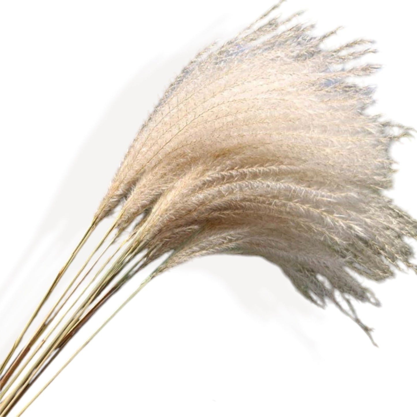 Alilang Natural Pampas Grass and Bunny Tail Dried Floral Arrangement, 17.5 Inches