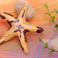 Yellow Enamel Starfish Conch Aurora Brooch Pin