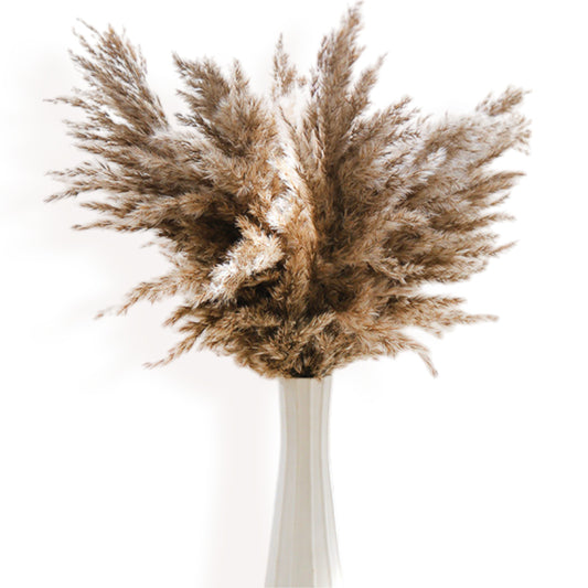 Alilang Decorative Dried Pampas Grass for Elegant Home Decoration and Floral Arrangements