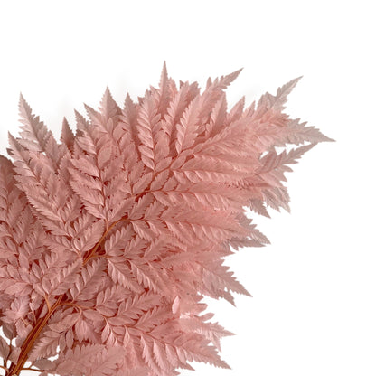 Alilang Decorative Dried Fern Leaves for Home Decoration and Floral Arrangements