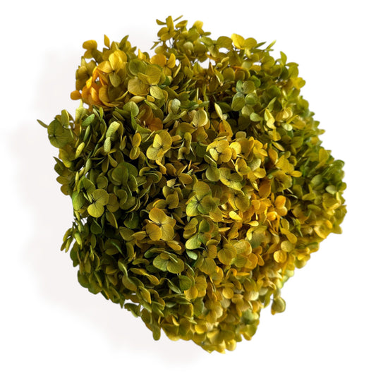 Alilang Decorative Dried Hydrangea Blooms for Home Decoration and Floral Arrangements