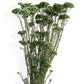 Alilang Decorative Dried Berry Stems for Home Decoration and Floral Arrangements