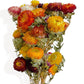 Alilang Vibrant Dried Flowers Strawflower Bouquet for Home Decor, 17.8 Inches