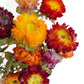 Alilang Vibrant Dried Flowers Strawflower Bouquet for Home Decor, 17.8 Inches