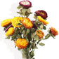 Alilang Vibrant Dried Flowers Strawflower Bouquet for Home Decor, 17.8 Inches