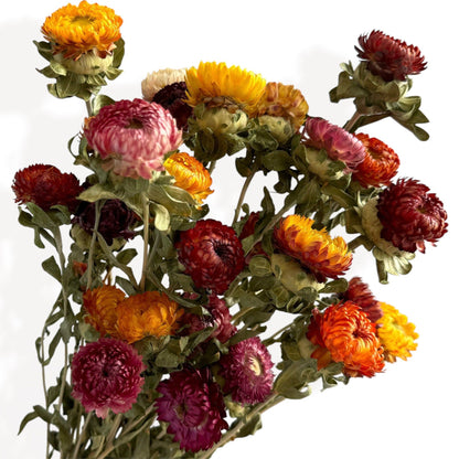 Alilang Vibrant Dried Flowers Strawflower Bouquet for Home Decor, 17.8 Inches