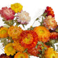 Alilang Vibrant Dried Flowers Strawflower Bouquet for Home Decor, 17.8 Inches