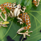 Swarovski Crystal Enamel Green Frog Toad On Lily Pad Charm Pendant Purse Keychain