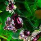 Swarovski Crystal Silver Purple Victorian Grape Necklace Earrings Set