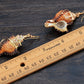 Sandy Tan Brown Colored Seashell Conch Drop Earrings