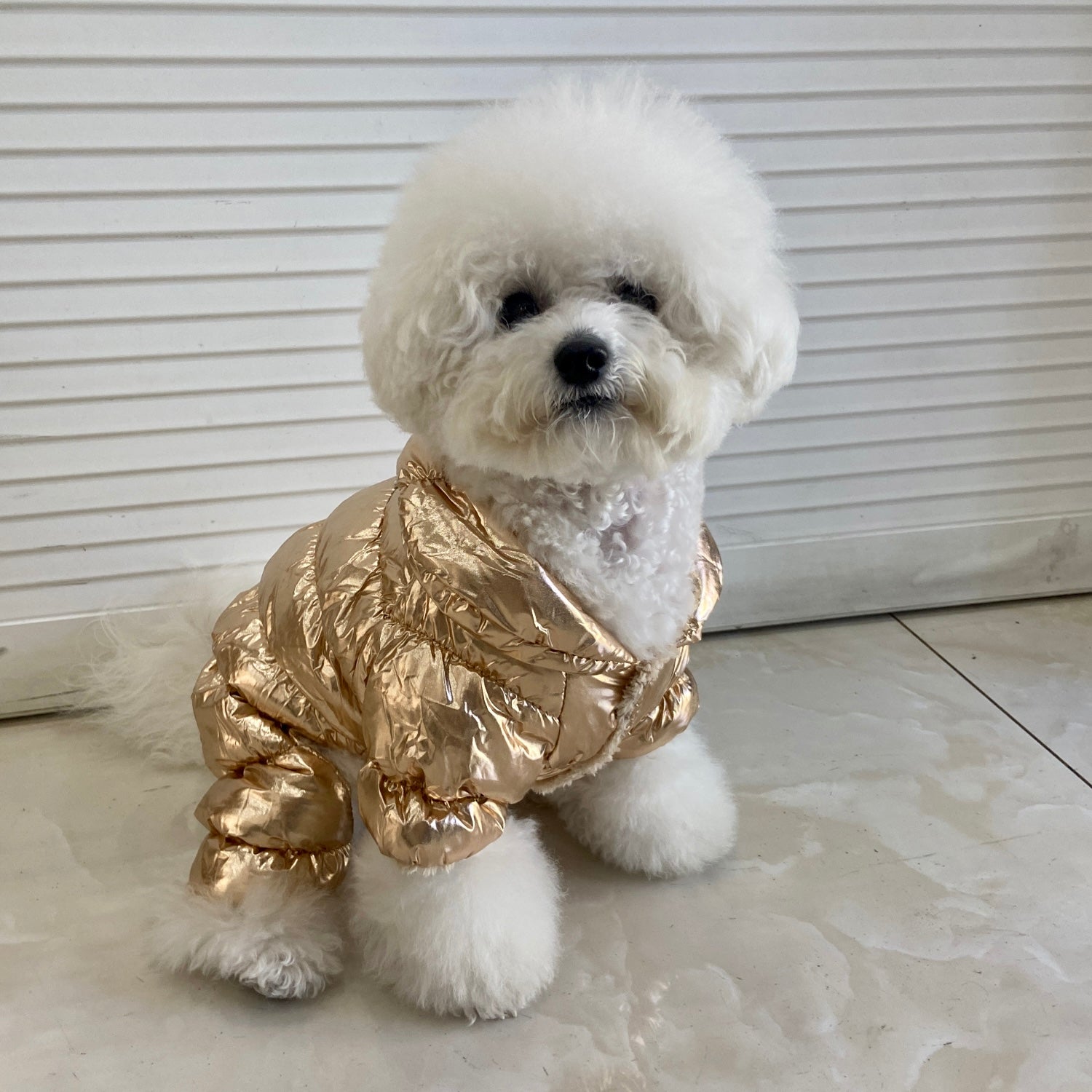 Winter coats clearance for bichon frise